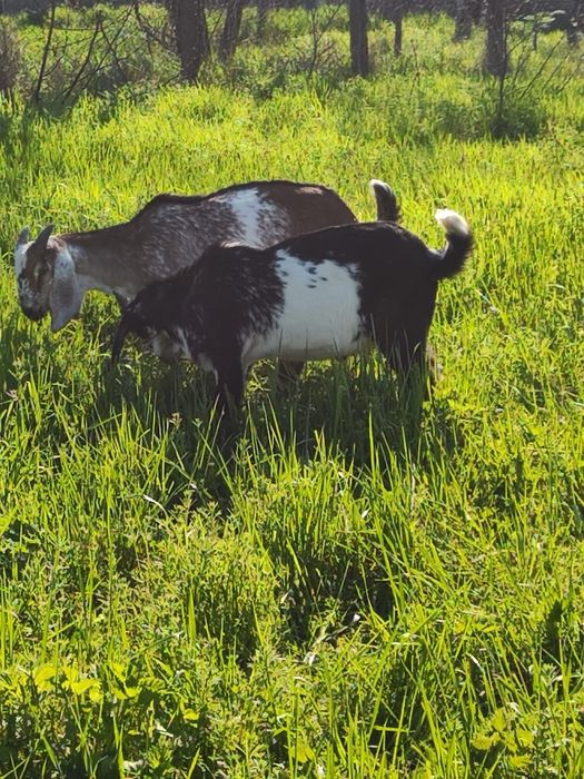 Vând iezi, anglo nubieni