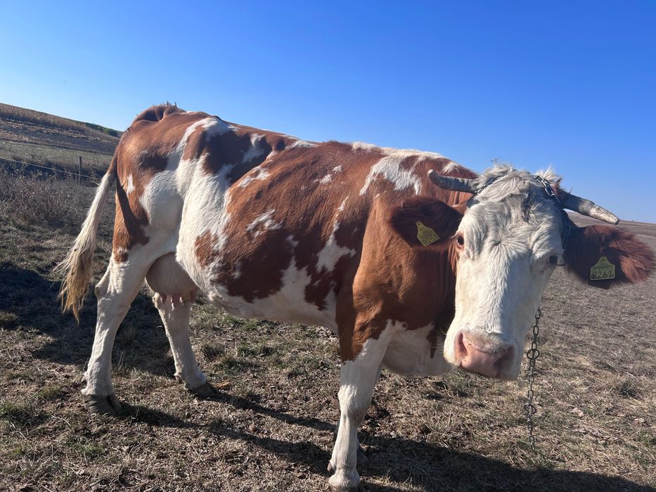 Vaca de vânzare