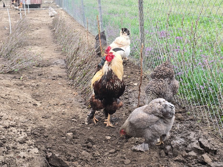 Oua gaini brahma metisi