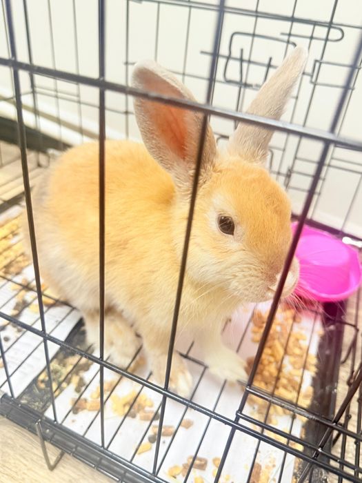 Продам кролика декаративного!