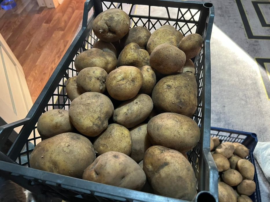 Картофель домашний