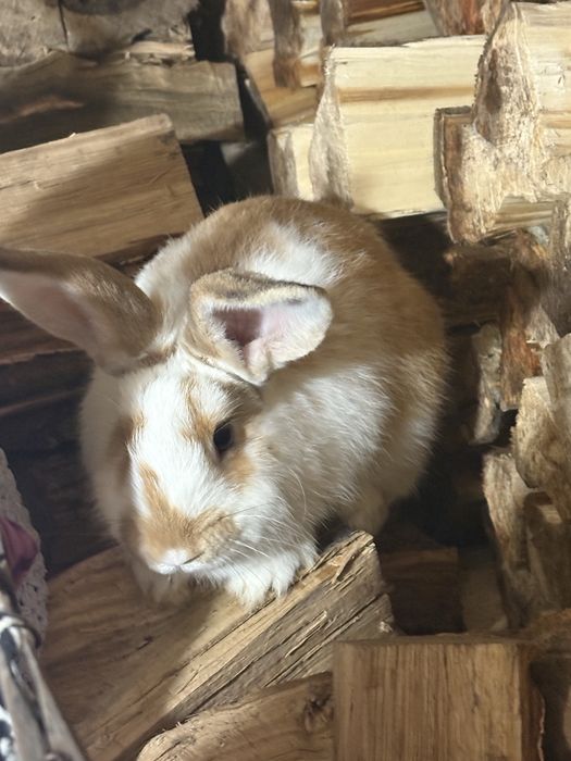 Iepuri  pereche rasă belgiana