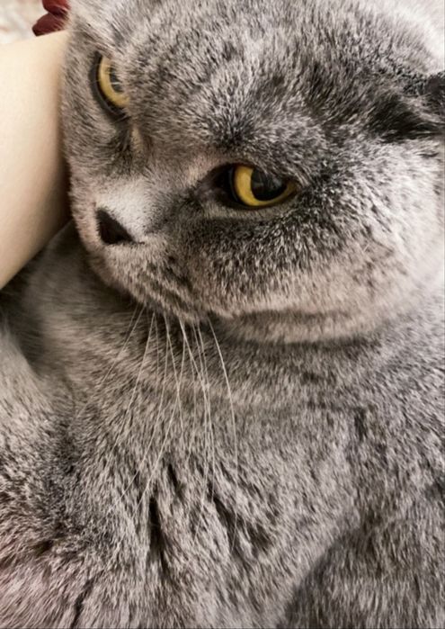 Кошка британская