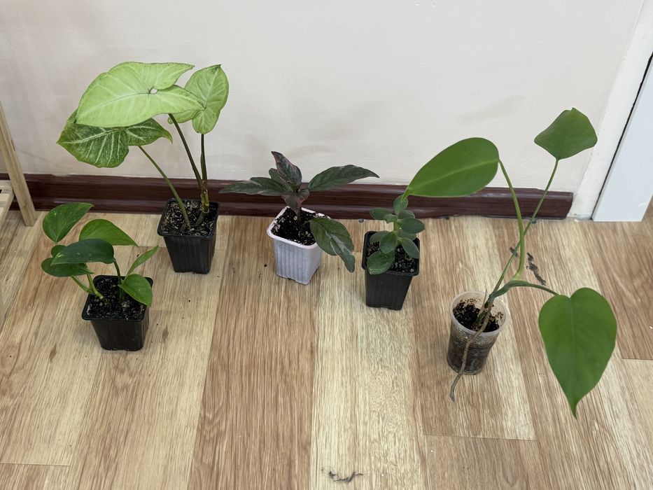 Отростки по 1000 тенге