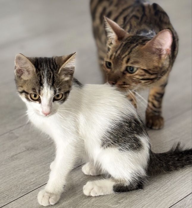 Котенок в добрые руки