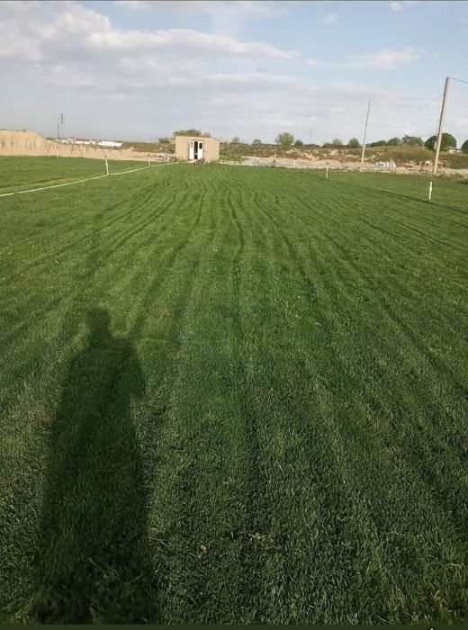 Gazon. Tayyor tabiiy rulonli sotamiz.kv