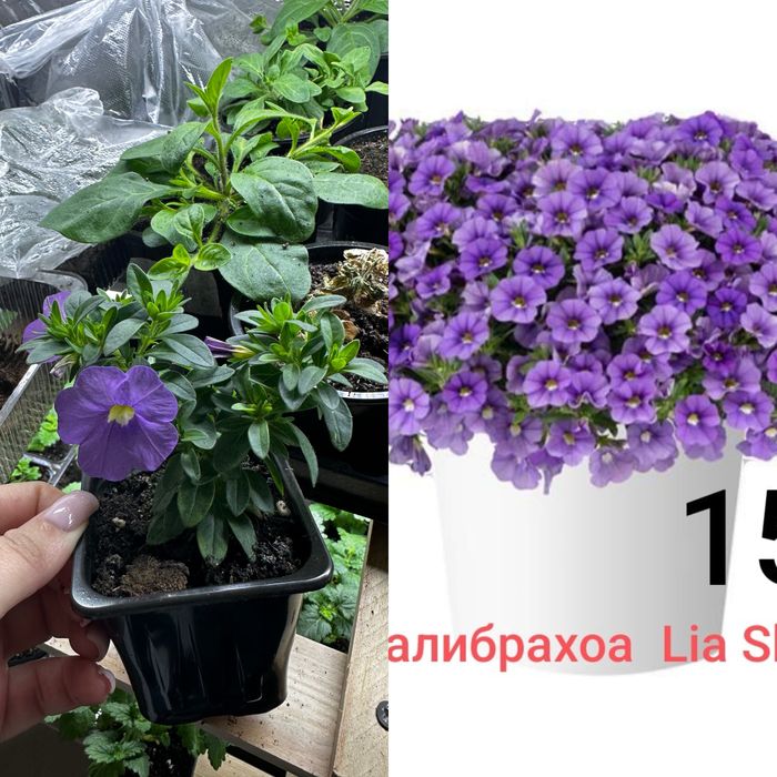 Продам рассаду ампеоьной петунии