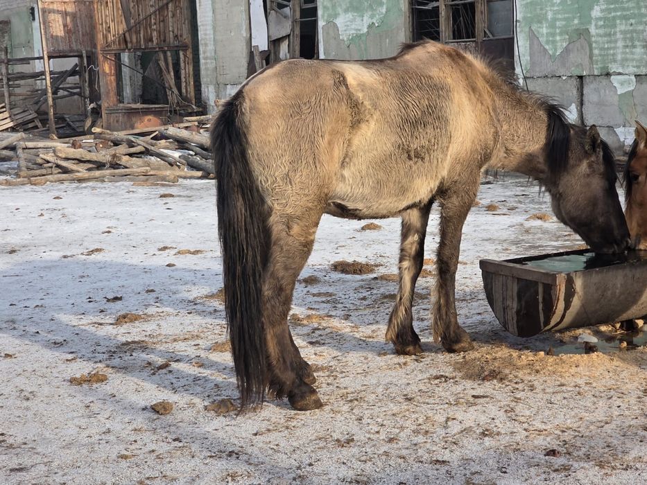 4 бас Бие сатам бес жасар