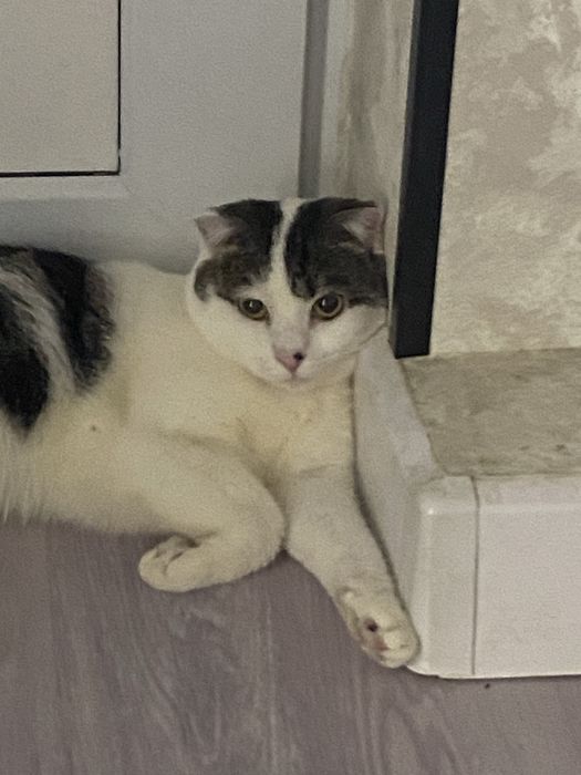 Отдадим в добрые руки