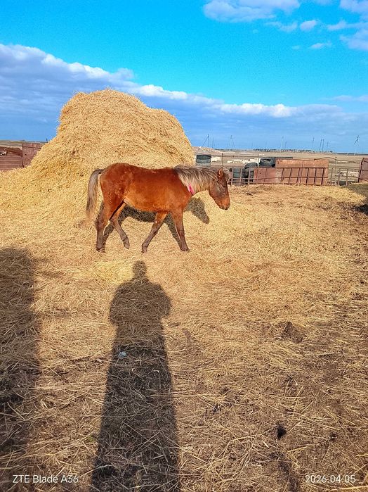 Продам жеребёнка кобылка