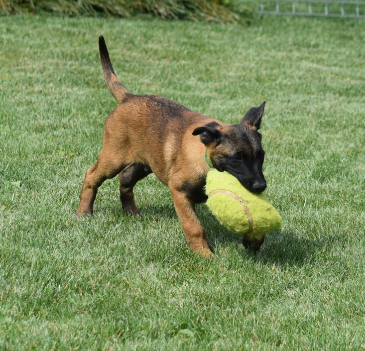 Ciobănesc Belgian Malinois
