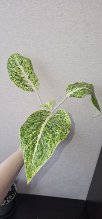 Аглаонемы адаптированные