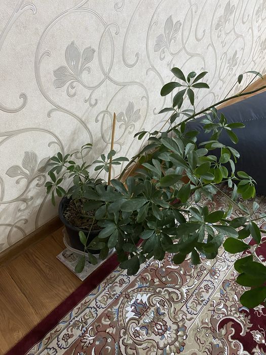 гул домашний, торг бар