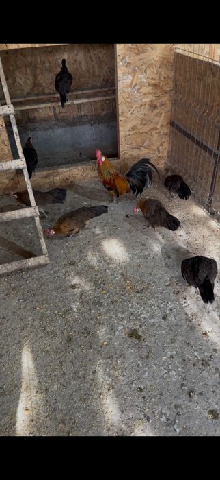 Vând familie de găini rasă Phoenix, formată din 1 cocoș și 2 găini, vârstă 6-12 luni, vaccinate, crescute la sol