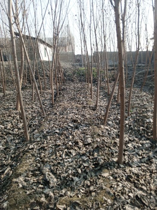 Участка чек сотилади