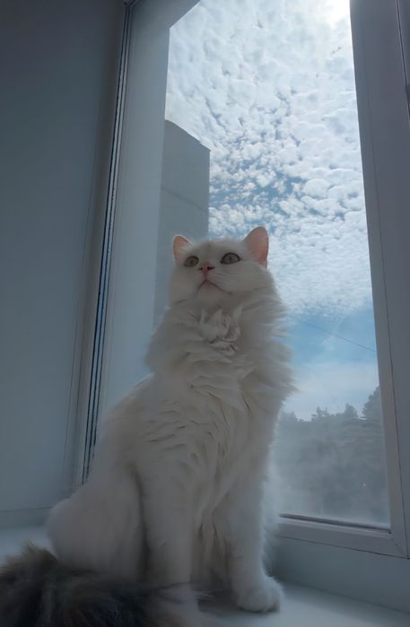 Отдам кошку в добрые руки!