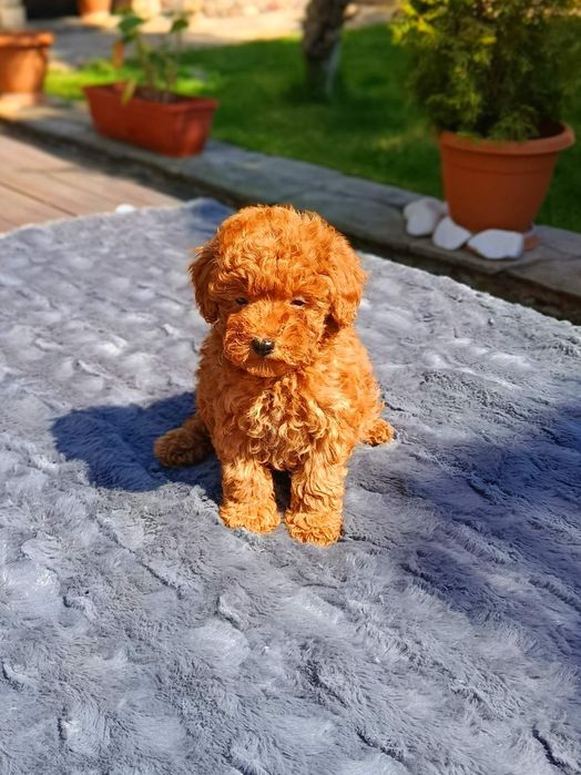 Той Пудел / Toy Poodle