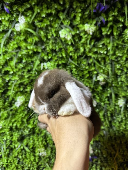 карликове кролики