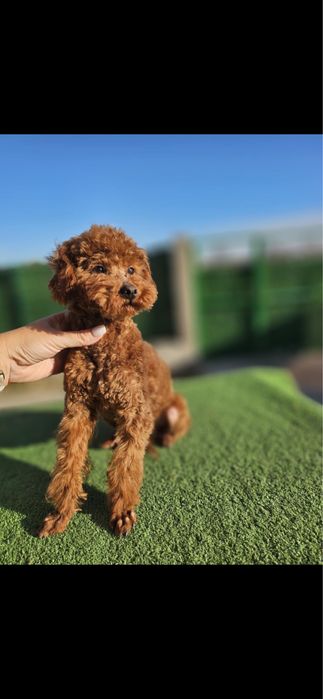 Мини Пудел мъжко