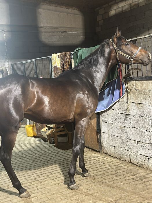 Айғыр 3 жасар Англо-Буден