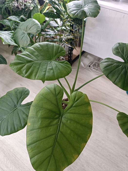 Сингониум *Красные перья* сотровая