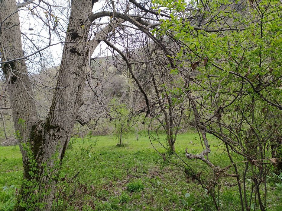 Продается земля в Бостанлыкском районе, Хумсан.