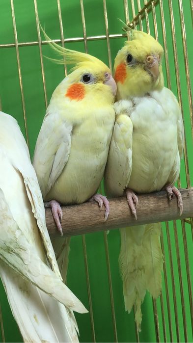 Карелла попугай молодые