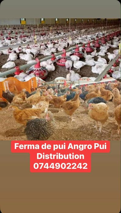 Vand pui albi si rasa mixta