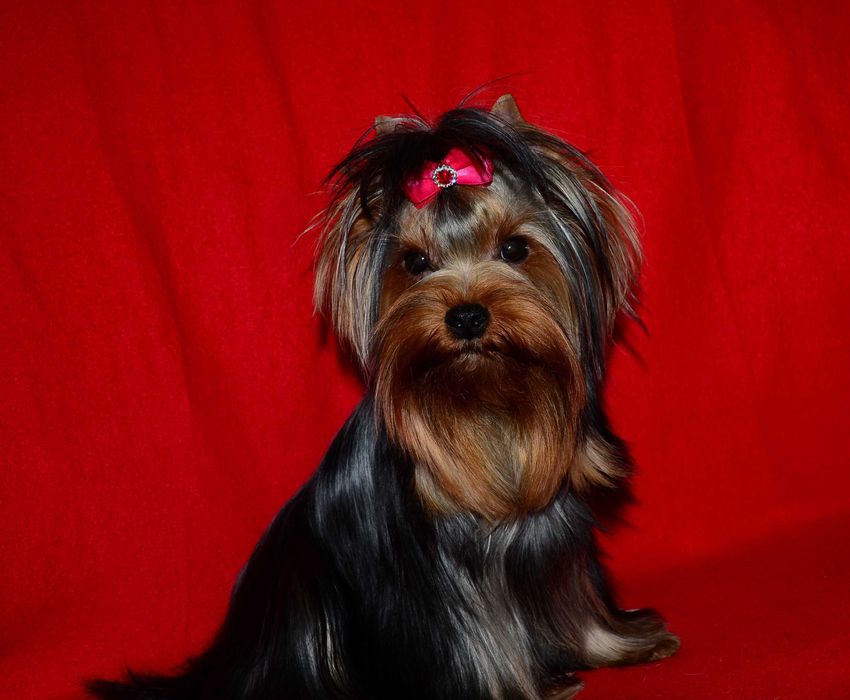 Йоркширский терьер ,мини ,,baby-face'' !