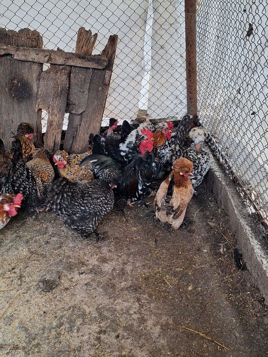 Продавам оплодени яйца от джинките на снимкитее