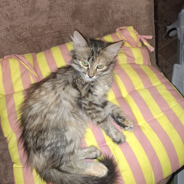 Отдам кошку в добрые руки