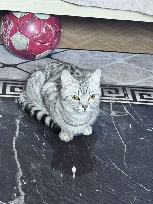 Продам котят скоттиш фолд срочно