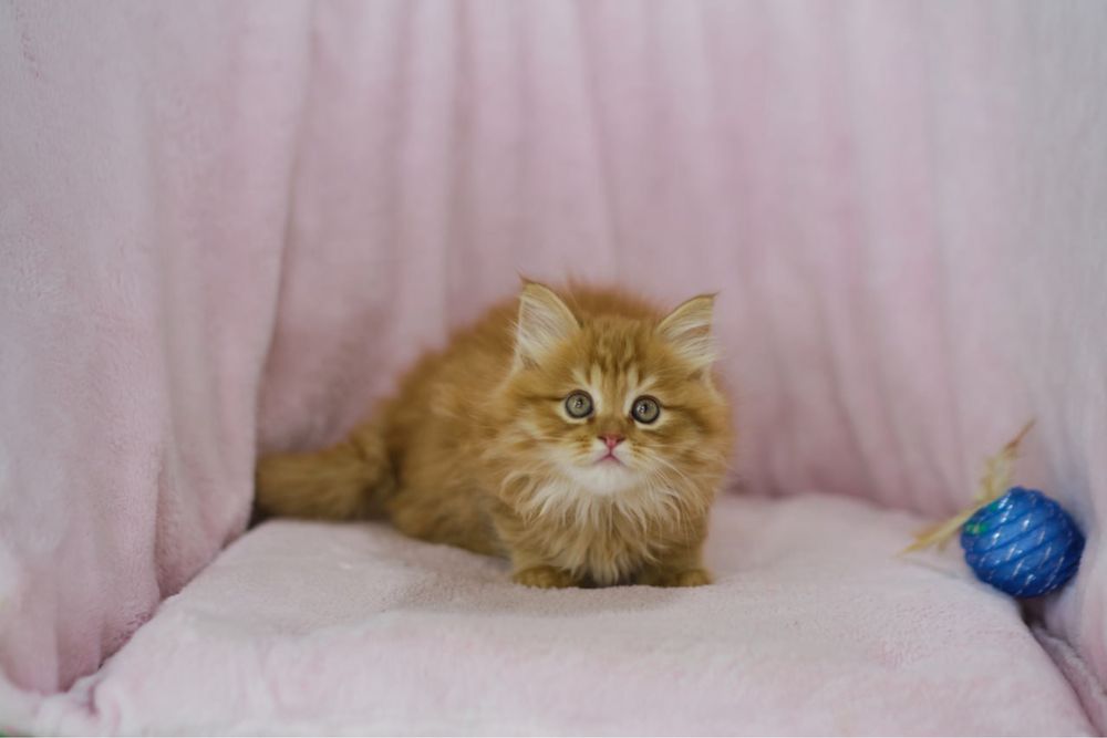 Сибирский котенок