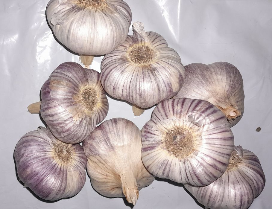 Продам чеснок,домашний