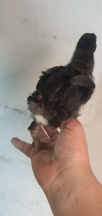 Andijon qora tovuq jòjalari