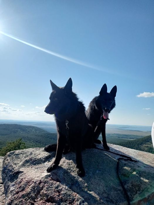 Немецкая овчарка черного окраса.