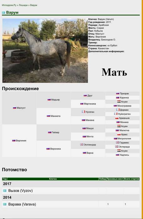 Лошадь, англоараб, жеребец, донен, байге