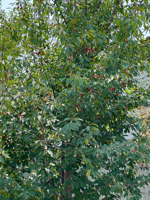 Продается большой  дом