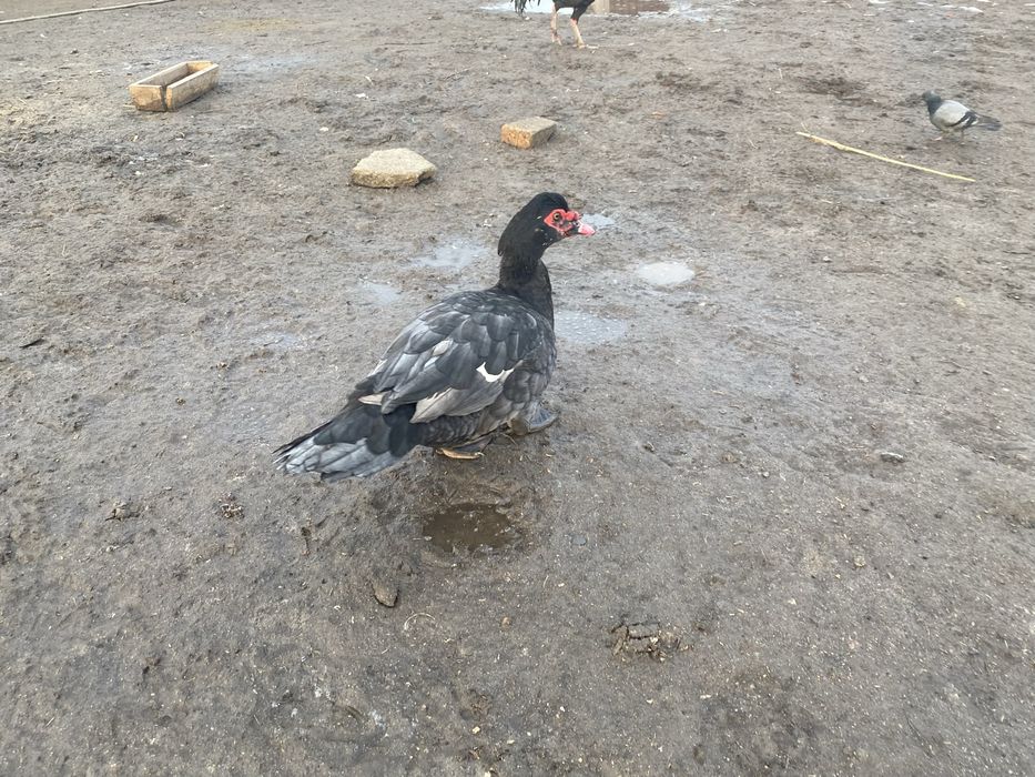 Подам уток лавандовых