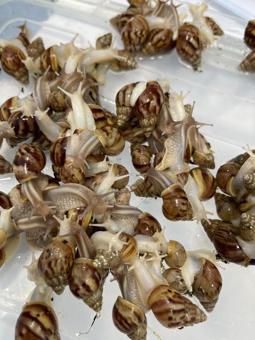 Optomga arzonga ideal bogan Ulitkala 4-5 sm