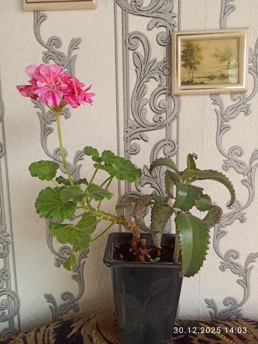 Пеларгонии продам