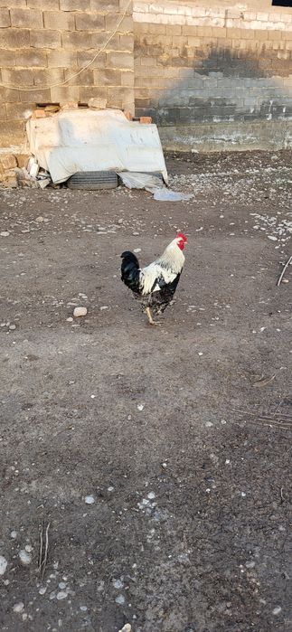 Продам молодой Петух