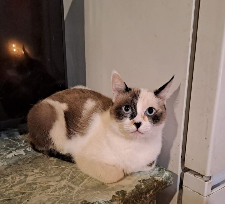 Кошечка в добрые руки