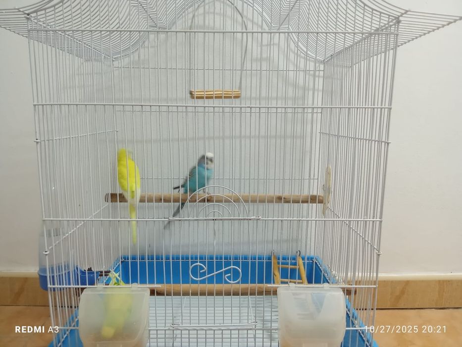 Vând perusi cu tot cu cușcă  (toți 3)