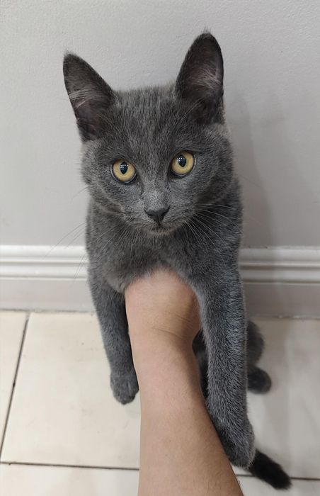Отдаём ласковых котят в добрые руки