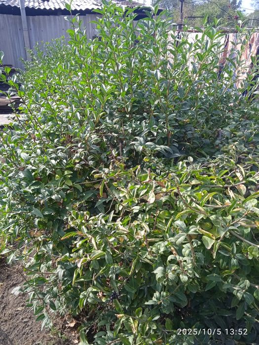 Продам беручину живая изгорать