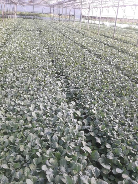 Разсад за пипер, разсад за домати и др.