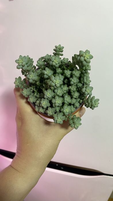 Продам пышный седум буритто