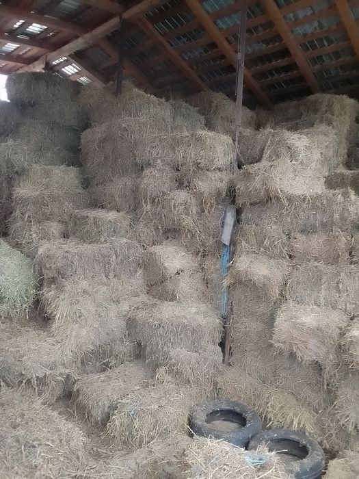 Baloți lucernă și baloți iarba cu lucerna super preț 25 și 20   am și