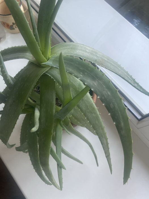 Алоэ Вера лечебное